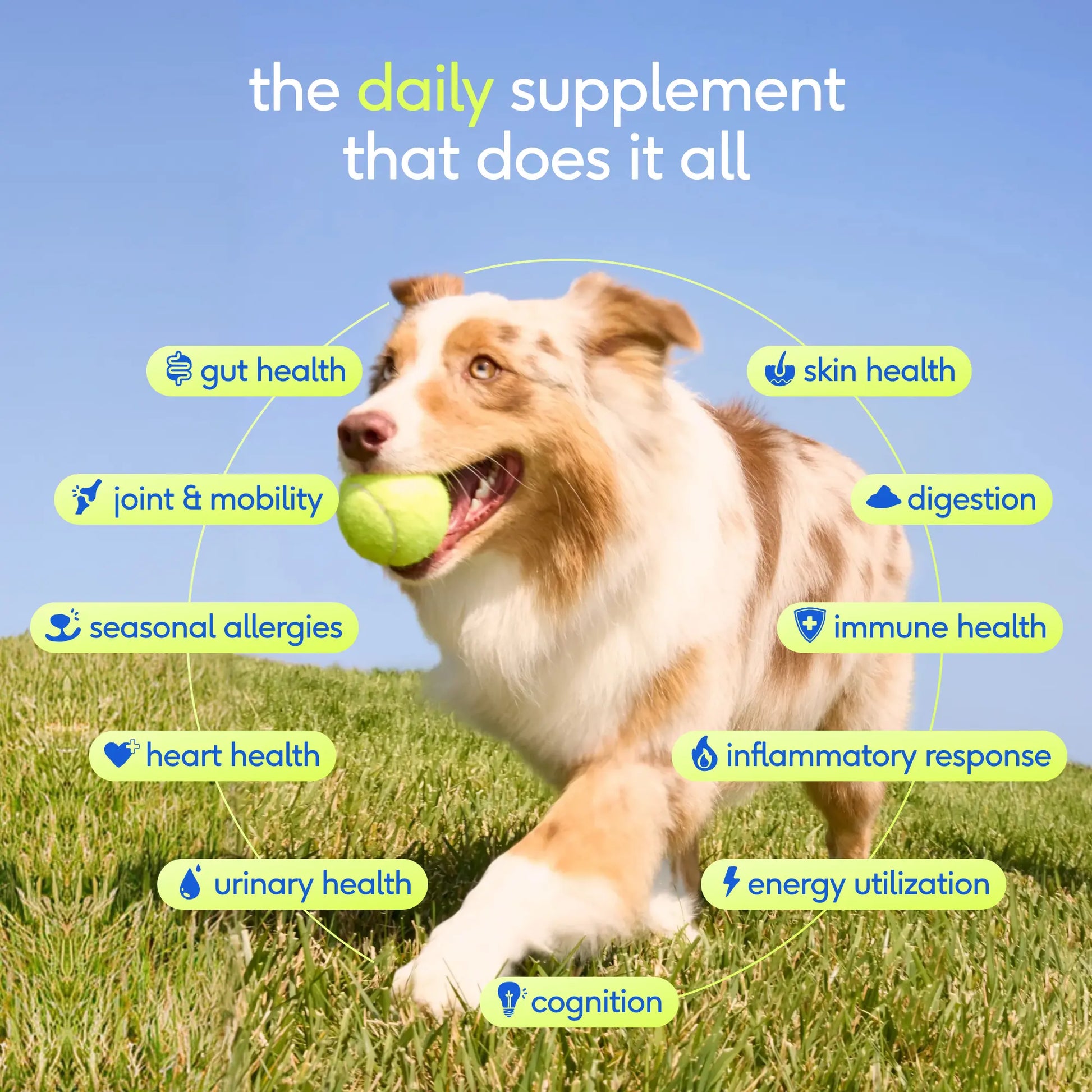 Native Pet the Daily Dog Vitamins & Supplements - 11-In-1 Vitamin Powder for Dog Food Topper - Collagen, Glucosamine, Probiotics, Omega & More- Supports Healthy Gut, Mobility & Overall Health